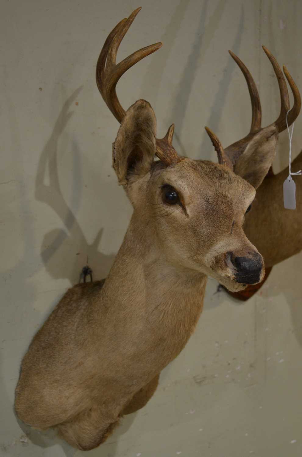 Lot 767 - An early 20th century taxidermy 8-point stag