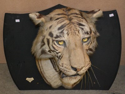 Lot 739 - An early 20th century taxidermy tiger head...
