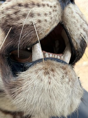Lot 739 - An early 20th century taxidermy tiger head...