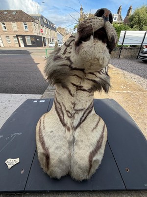 Lot 739 - An early 20th century taxidermy tiger head...