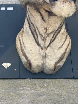 Lot 739 - An early 20th century taxidermy tiger head...