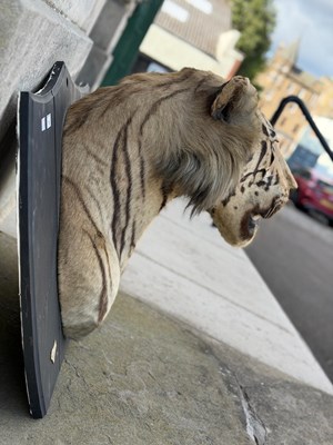 Lot 739 - An early 20th century taxidermy tiger head...