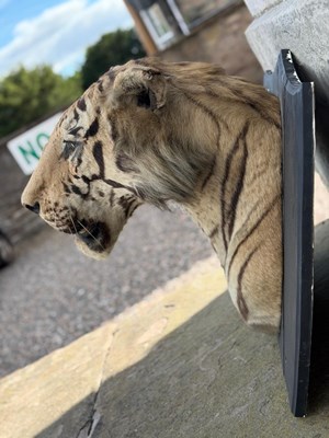 Lot 739 - An early 20th century taxidermy tiger head...
