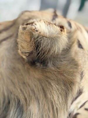 Lot 739 - An early 20th century taxidermy tiger head...