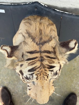 Lot 739 - An early 20th century taxidermy tiger head...