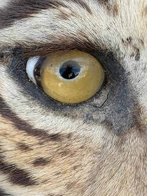 Lot 739 - An early 20th century taxidermy tiger head...