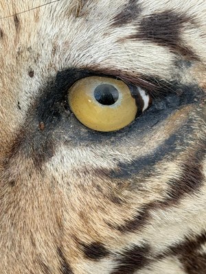 Lot 739 - An early 20th century taxidermy tiger head...