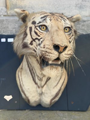 Lot 739 - An early 20th century taxidermy tiger head...