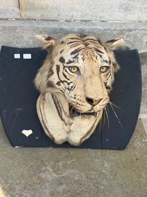 Lot 739 - An early 20th century taxidermy tiger head...