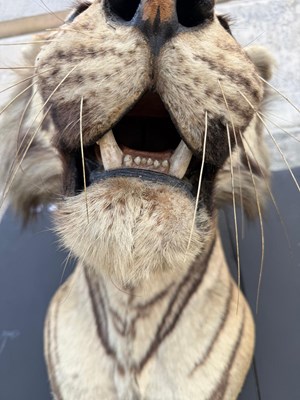 Lot 739 - An early 20th century taxidermy tiger head...