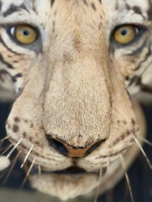 Lot 739 - An early 20th century taxidermy tiger head...