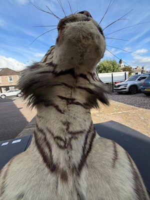Lot 739 - An early 20th century taxidermy tiger head...