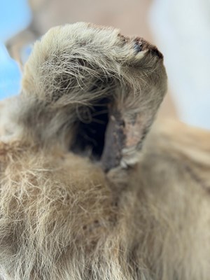 Lot 739 - An early 20th century taxidermy tiger head...