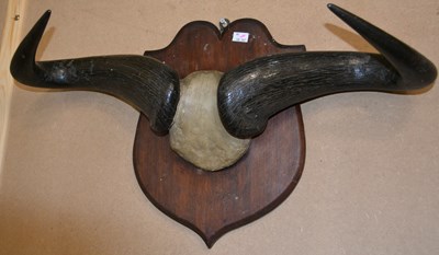 Lot 740 - A taxidermy Cape Buffalo horn display, mounted...
