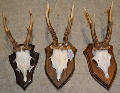 Lot 752 - A group of three taxidermy deer antlers,...