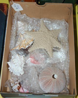 Lot 387 - Box - assorted shells