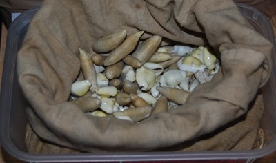Lot 306 - A collection of miniature shells contained...